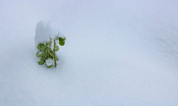冬の雪の中に広がる美しい緑の植物 — ストック写真