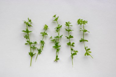 Yeşil filizler, yaprakları beyaz arkaplanda izole edilmiş..