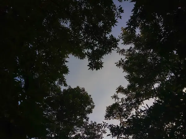 Вечернее Небо Форме Сердца Сквозь Листья Деревьев — стоковое фото