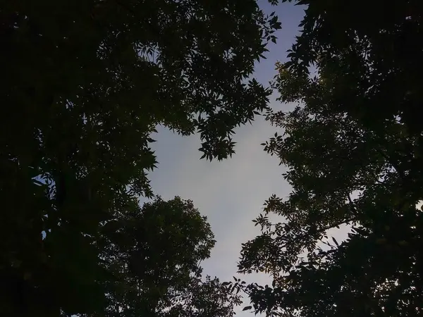 Céu Noturno Forma Coração Através Das Folhas Das Árvores — Fotografia de Stock