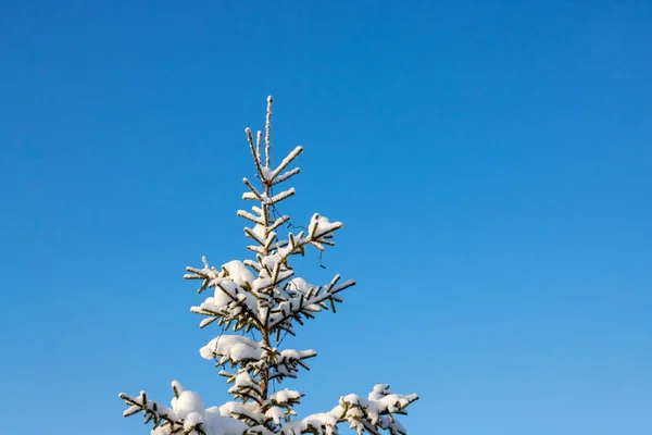 Prachtige Kerstboom Bedekt Met Sneeuw Onderaanzicht Geïsoleerd Tegen Een Blauwe — Stockfoto