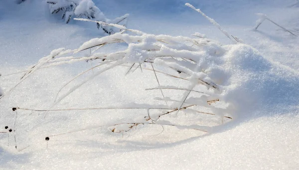 Dry grass bent under the weight of snow, snowy natural landscape.