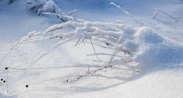 雪の重さ 雪の自然景観の下で曲げ乾燥した草 — ストック写真