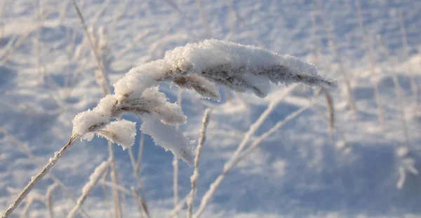 Сухой Тростник Покрытый Снегом Золотая Тростниковая Трава Пампасная Трава Абстрактный — стоковое фото