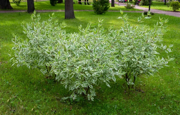 ホワイト デレーナ エレガンティシマ White Derena Elgantissima またはコルナス アルバの観賞用低木 柔らかく選択的な焦点 繊細な自然の色 — ストック写真