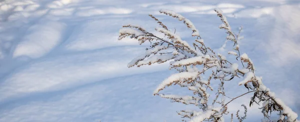 雪の後のふかふかの白い雪の中で乾いた枝 — ストック写真