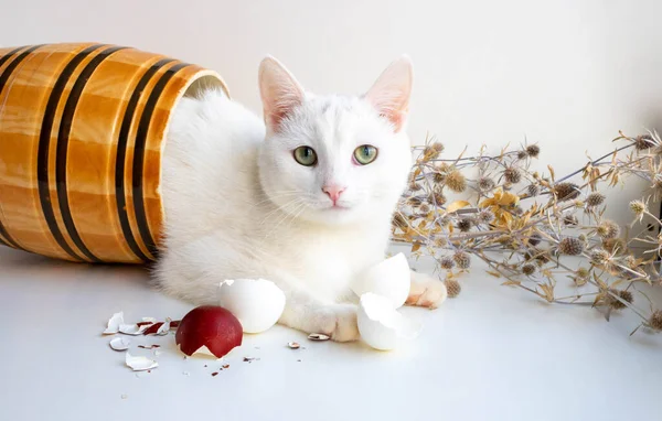 Auf Weißem Hintergrund Liegt Ein Tonfass Mit Einer Weißen Katze — Stockfoto