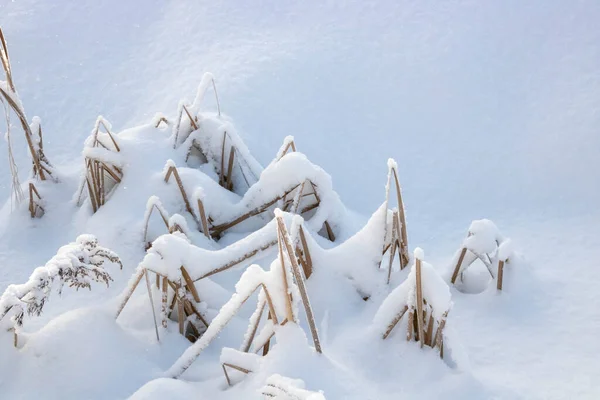 雪の重さ 雪の自然景観の下で曲げ乾燥した草 — ストック写真