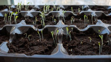 Sera için filizlenen fidelerin fotoğrafı. Bahar arka planı. Pencerede tohumlar var. Plastik tepside tohumlar.