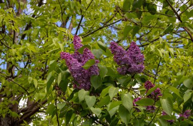 Leylak çiçekleri bahar manzarası. Bahar leylak çiçekleri. Leylak çiçek açar. Güzel bir demet leylak.