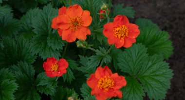 Geum coccineum borisii ya da cüce portakalı yeşil arka planda kırmızı çiçek verir.