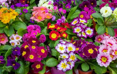 Primrose 'un renkleri tamamen çiçek açmış. Primula vulgaris çiçek açar..