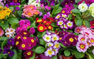 Primrose 'un renkleri tamamen çiçek açmış. Primula vulgaris çiçek açar..