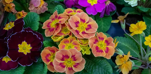 Primrose 'un renkleri tamamen çiçek açmış. Primula vulgaris çiçek açar..