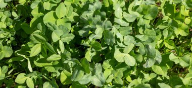 Dört yapraklı yonca bitkisinin yeşil arka planı. Geleneksel İrlanda sembolü. Aziz Patrick Günü.