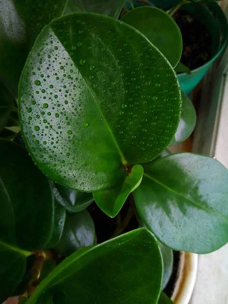 Les Jeunes Feuilles Vertes Fleurs Jardin Avec Des Gouttes Eau — Photo