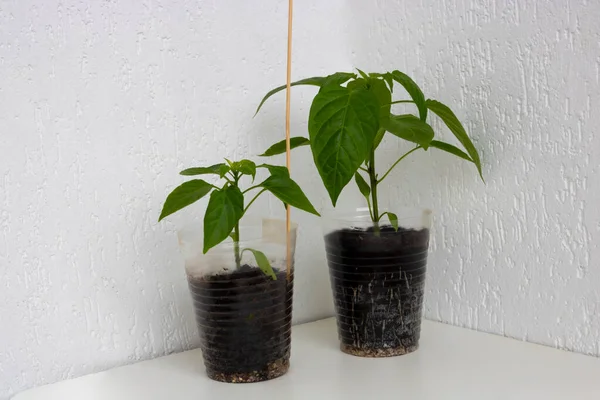 Bell Pepper Seedling Well Developed Root System White Background Root — Stock Photo, Image