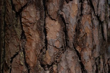 Güneşli bir günde kahverengi çam kabuğunun güzel arka planı.
