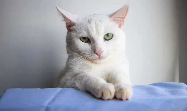 Портрет Сердитой Белой Кошки Белом Фоне — стоковое фото
