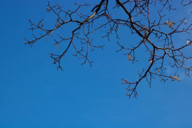 Çıplak ağaç dalları bir bahar günü mavi gökyüzüne karşı.