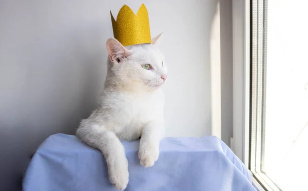 Μια Λευκή Γάτα Ένα Χρυσό Στέμμα Στο Κεφάλι Της Κοιτάζει — Φωτογραφία Αρχείου
