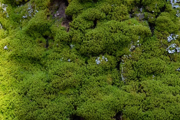 Green Moss Tree Trunk Sunny Spring Day — Stock Photo, Image