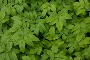 Yeşil, genç bahar yapraklarının güzel arka planı.