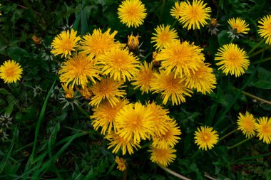 Baharda bahçede büyüyen sarı kalp şeklindeki karahindiba çiçeklerinin yakın çekimi. Baharda çayırdaki parlak, sıradan karahindibaların ayrıntıları. Tıbbi şifalı ot ve besin maddesi olarak kullanılır..