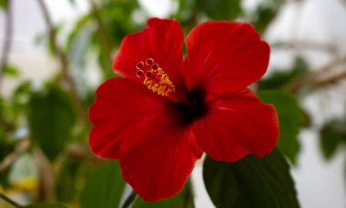 Yeşil arka planda sarı amber çiçekleri olan büyük kırmızı amber çiçeği..