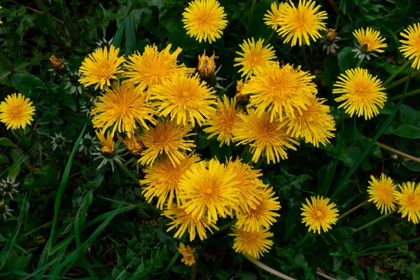 Close Blooming Yellow Heart Shaped Dandelion Flowers Growing Garden Spring — Stock Photo, Image