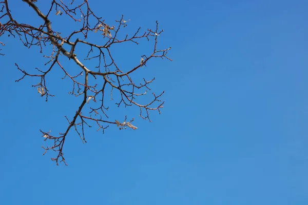 Bare Tree Branches Blue Sky Spring Day — Stock Photo, Image