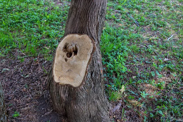 Ein Baum Mit Einem Zweiten Stamm Abgesägt Park — Stockfoto