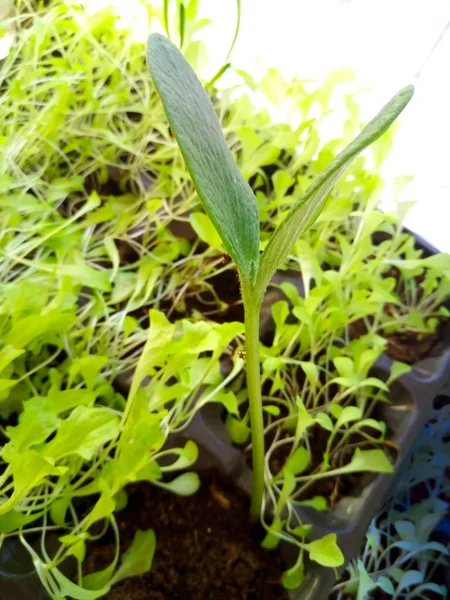 Jeune Pousse Verte Citrouille Décorative Sur Fond Vert — Photo