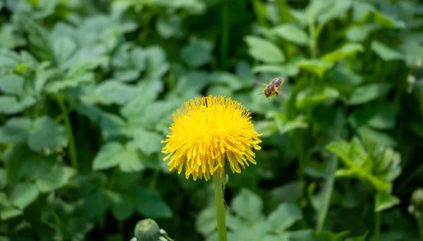 Una Abeja Aterrizando Una Flor Diente León Amarillo Prado Primavera —  Fotos de Stock