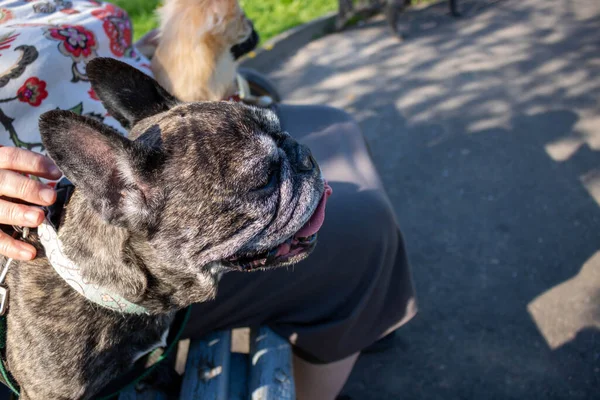 An old French bulldog sits next to his owner in the park.