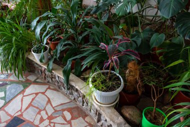 House plants, flowers on the mosaic floor. Home gardening concept.