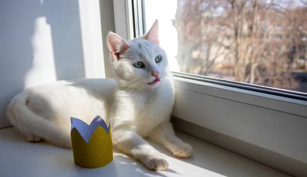 Ventana Encuentra Gato Blanco Junto Una Corona Oro — Foto de Stock