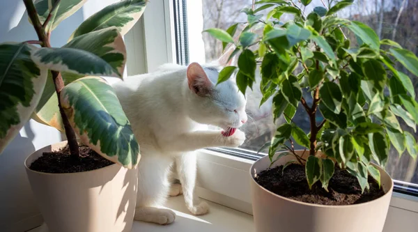 Білий Дорослий Кіт Лиже Лапи Кіт Лиже Лапу Вікно Сонячний — стокове фото