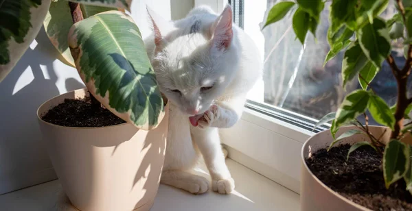 Білий Дорослий Кіт Лиже Лапи Кіт Лиже Лапу Вікно Сонячний — стокове фото