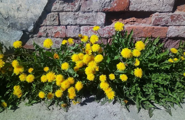 Dandelions Background Old Brick Wall Beautiful Spring Flowers City — Stock Photo, Image