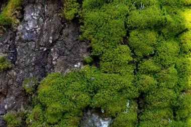 Güneşli bir bahar gününde ağaç gövdesinde yeşil yosun.