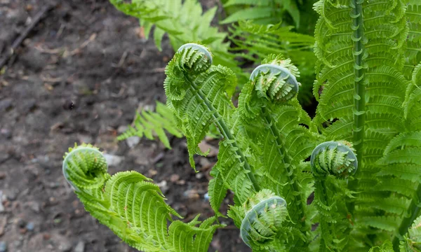 庭の花壇の緑のシダの渦巻き — ストック写真