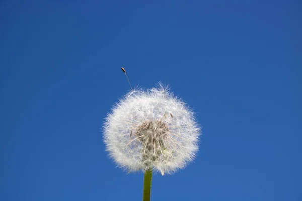 種と白いふわふわのタンポポ 澄んだ青い空に対して — ストック写真