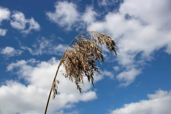 蓝天白云背景下干枯的芦苇枝 蓝天白云的潘帕斯草 — 图库照片