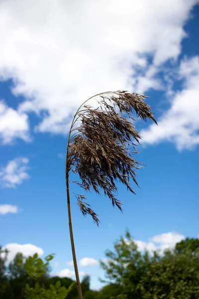 白云背景下的芦苇枝 — 图库照片