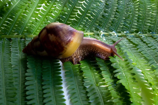 Achatina fulica, a giant snail crawling on a green fern leaf.