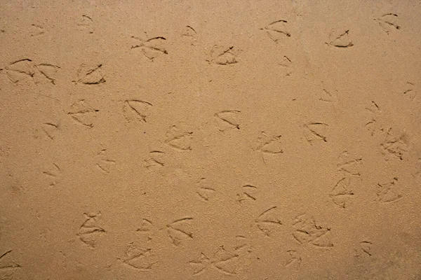 발자국 해변의 갈매기의 — 스톡 사진