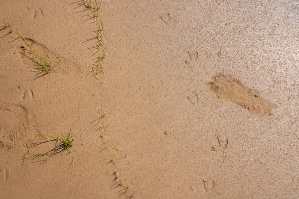 Людський Слід Дитини Сліди Чайки Вологому Піску — стокове фото