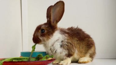 Beyaz benekli küçük kahverengi bir tavşan pencere kenarında karahindiba yaprakları yiyor. Paskalya kutlaması, Paskalya tavşanı. Güzel bir evcil hayvan. Kürklü hayvan, kürk