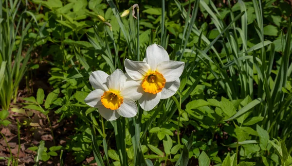 Красиві Нарциси Зеленому Тлі Трави Міському Квітковому Клумбі — стокове фото
